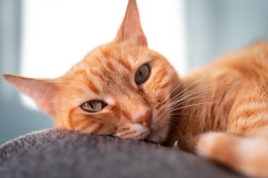 Kapat. Sarı gözlü kahverengi tekir kedi uyumadan hemen önce kameraya bakar.