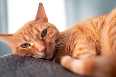 Kapat. Sarı gözlü kahverengi tekir kedi uyumadan hemen önce kameraya bakar.