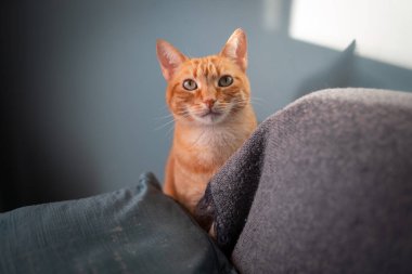 Gri koltukta yeşil gözlü kahverengi tekir kedi kameraya bakıyor. Kapat.