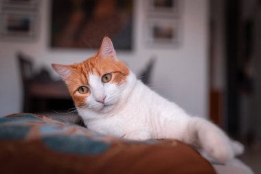 Kapat. Kahverengi ve beyaz kediler sarı gözlü