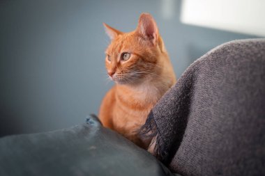 Gri bir kanepede yeşil gözlü kahverengi tekir kedi. Kapat.