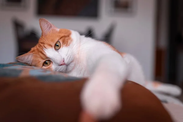 Nahaufnahme Braun Weiße Katze Mit Gelben Augen Berührt Menschlichen Finger — Stockfoto