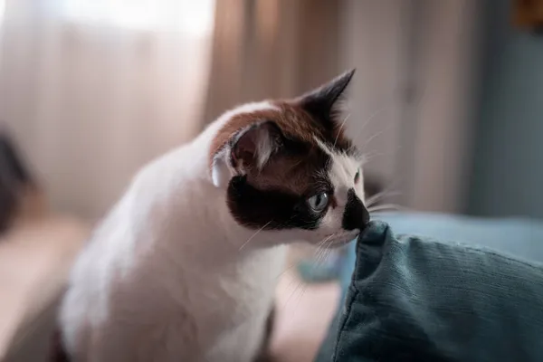 Zamknij Się Czarny Biały Kot Niebieskimi Oczami Pachnie Niebieską Poduszką — Zdjęcie stockowe