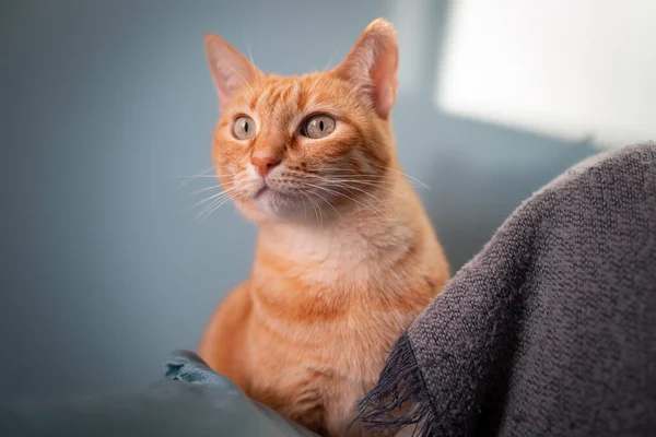 グレーのソファの上に緑の目をした茶色のタビー猫 閉めて — ストック写真
