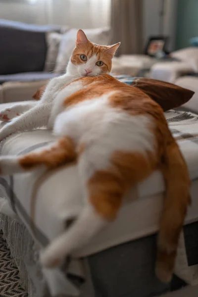 黄色の目をした茶色と白の猫がソファに寝そべってカメラを見て 縦の構図 — ストック写真