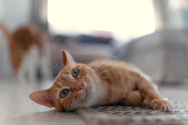 Gato Tabby Marrón Con Ojos Verdes Acostados Alfombra Cerca —  Fotos de Stock