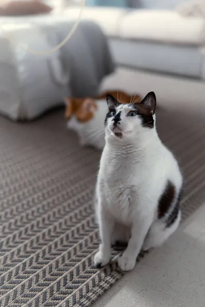 Dvě Domácí Bílé Kočky Sedící Koberci Hrají Spolu Svislé Složení — Stock fotografie
