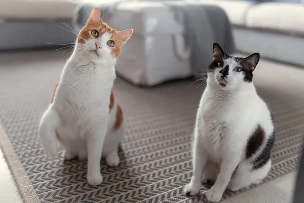 Två Inhemska Vita Katter Sitter Mattan Leka Tillsammans — Stockfoto