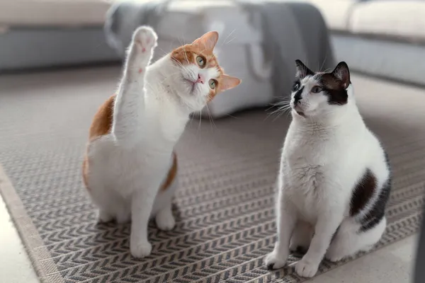 two domestic white cats sitting on the carpet, play together