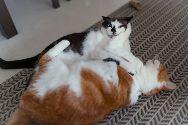 Dvě Domácí Bílé Kočky Spolu Hrají Koberci — Stock fotografie