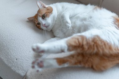 Kahverengi ve beyaz kedi, sarı gözlü, komik duruşu olan bir kanepede yatıyor.