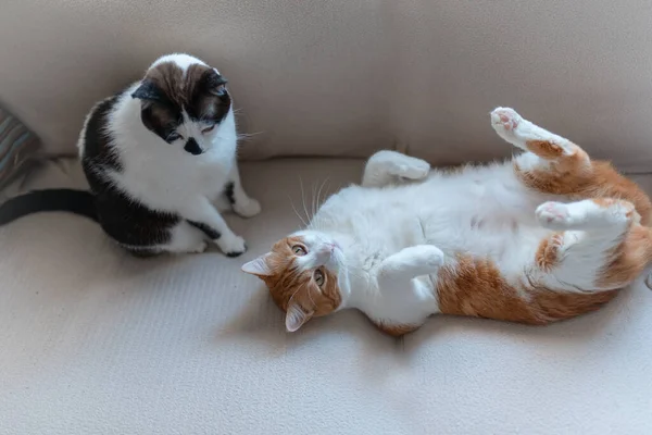 Deux Chats Blancs Domestiques Jouant Sur Canapé Blanc — Photo