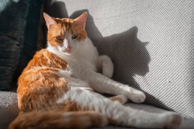 Kahverengi ve beyaz kedilerin mavi gözleri pencerenin altında gri bir kanepede yatıyor.