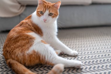 Kahverengi ve beyaz kedilerin mavi gözleri bir halıda yatıyor.