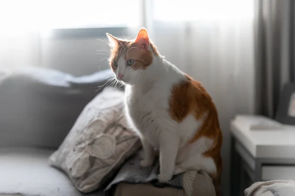 Brun Och Vit Katt Med Gula Ögon Sittande Soffa Fönstrets — Stockfoto