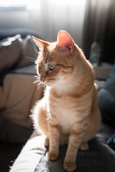 Vista Perfil Gato Tabby Marrón Con Ojos Verdes Cerca — Foto de Stock