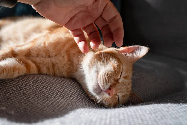 Kahverengi tekir kedi insan elinin okşanmasından hoşlanır. Kapat.