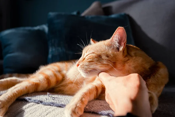 Kahverengi tekir kedi insan elinin okşanmasından hoşlanır. Kapat.