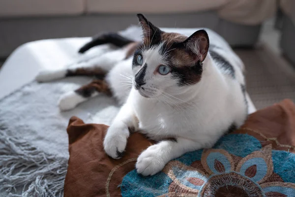 Svart Och Vit Katt Med Blå Ögon Liggande Kudde Närbild — Stockfoto