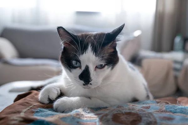 Gato Blanco Negro Con Ojos Azules Acostados Sobre Una Almohada —  Fotos de Stock
