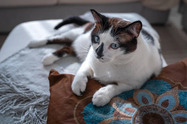 Gato Preto Branco Com Olhos Azuis Deitado Travesseiro Perto — Fotografia de Stock