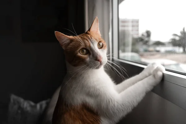 Sarı Gözlü Kahverengi Beyaz Kedi Pencereden Dışarı Bakar Kapat — Stok fotoğraf