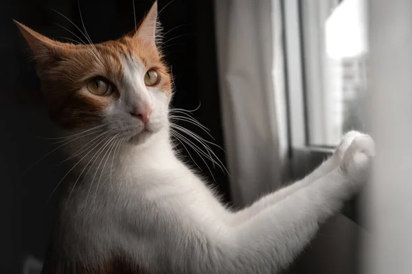 Gatto Marrone Bianco Con Gli Occhi Gialli Guarda Fuori Dalla — Foto Stock