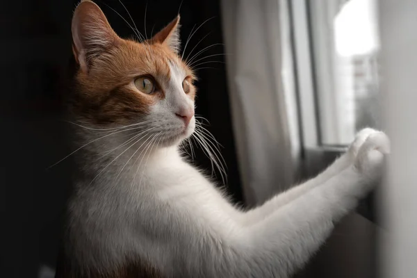 Brun Och Vit Katt Med Gula Ögon Tittar Genom Fönstret — Stockfoto
