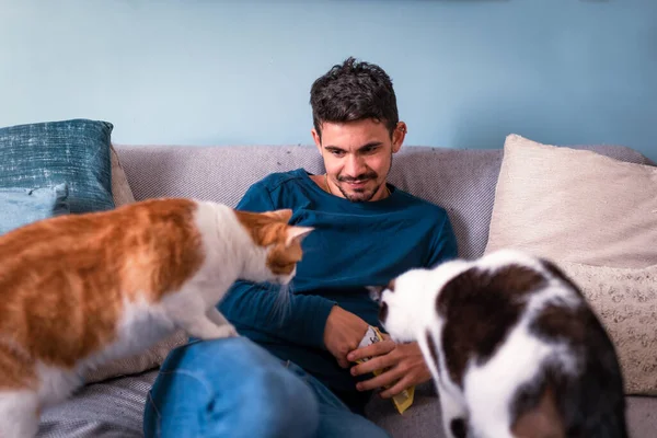 Young Man Sitting Gray Sofa Interacts Two Domestic Cats — Stockfoto