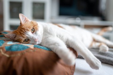 Kapat. Yastığın üzerinde yatan sarı gözlü kahverengi ve beyaz kedi
