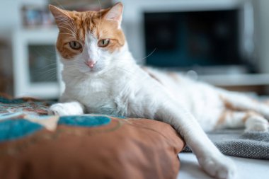 Kapat. Yastığın üzerinde yatan sarı gözlü kahverengi ve beyaz kedi