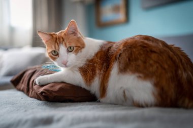Sarı gözlü kahverengi ve beyaz kedi halıya uzanmış kameraya bakıyor.