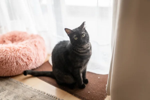 Schwarze Katze Mit Grünen Augen Sitzt Auf Einem Teppich Vor — Stockfoto