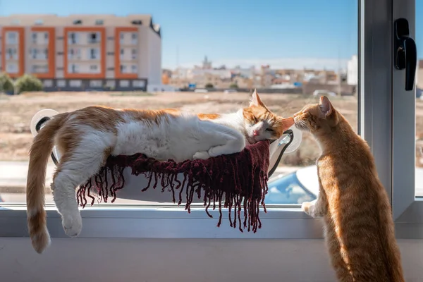 Brown White Cat Lying Hammock Brown Tabby Cat Interact Window — стоковое фото