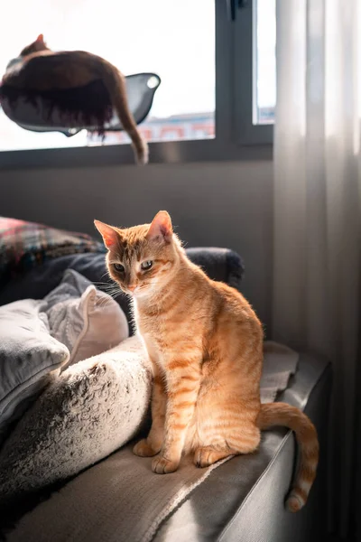 Vertical Composition Brown Tabby Cat Green Eyes Sitting Sofa Light — Zdjęcie stockowe