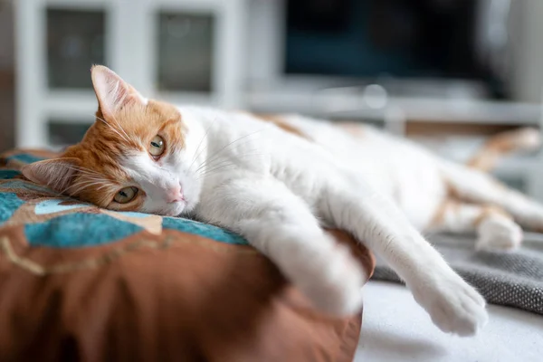 Près Chat Brun Blanc Aux Yeux Jaunes Couché Sur Oreiller — Photo