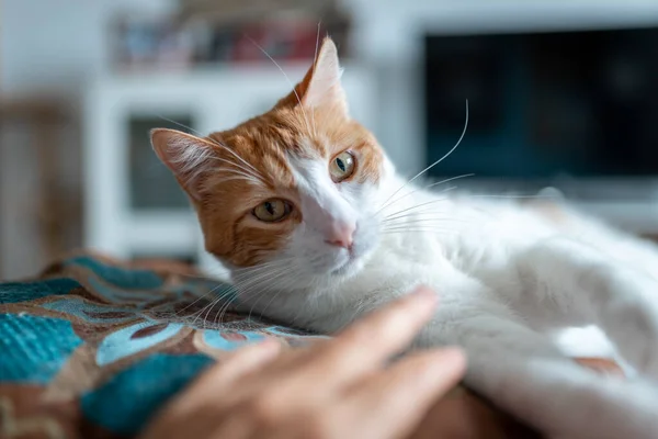 閉めろ 枕の上に黄色い目の茶色と白の猫 — ストック写真