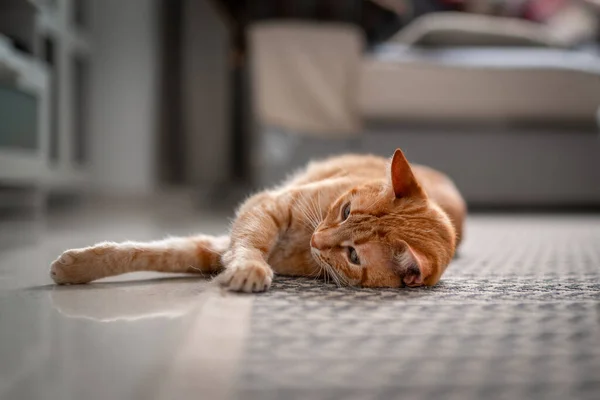 Brown Tabby Cat Green Eyes Lying Carpet — Stock Photo, Image