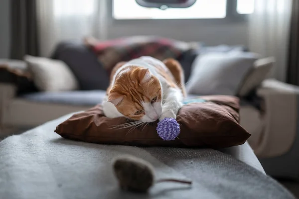 Brown White Cat Lying Pillow Plays Ball — стоковое фото