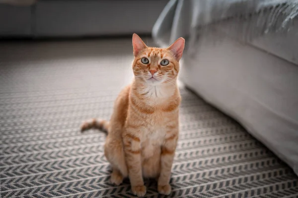 緑の目をした茶色のタビー猫がカーペットの上に座り — ストック写真
