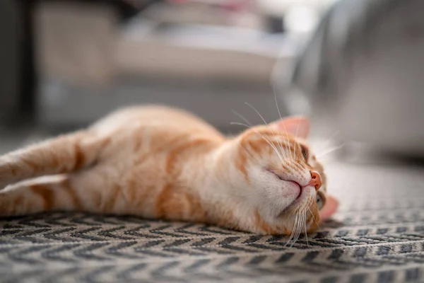 Gato Tabby Marrón Con Ojos Verdes Acostado Una Alfombra Cerca —  Fotos de Stock