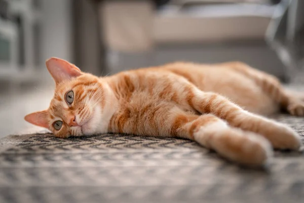 Gato Tabby Marrón Con Ojos Verdes Acostado Una Alfombra Cerca —  Fotos de Stock