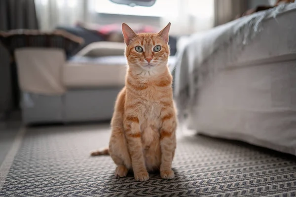 Gato Tabby Marrón Con Ojos Verdes Sentado Una Alfombra Mira —  Fotos de Stock