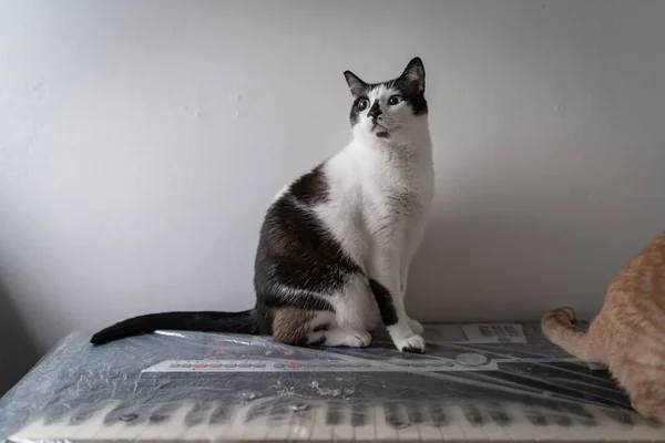 Svart Och Vit Katt Med Blå Ögon Sittande Ett Piano — Stockfoto