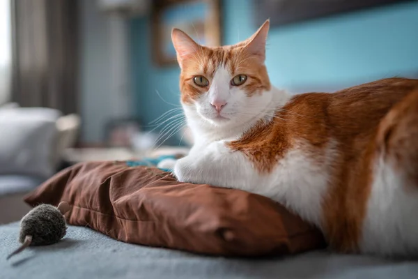카펫에 고양이 카메라를 — 스톡 사진