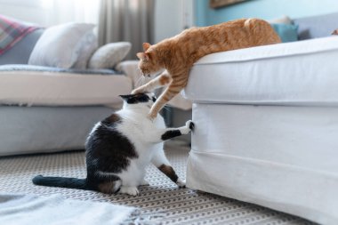 İki evcil kedi oturma odasında birlikte oynuyorlar.
