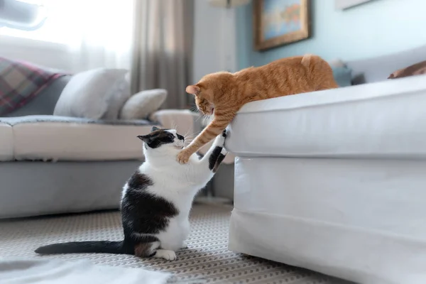 Δύο Εγχώριες Γάτες Παίζουν Μαζί Στο Σαλόνι — Φωτογραφία Αρχείου