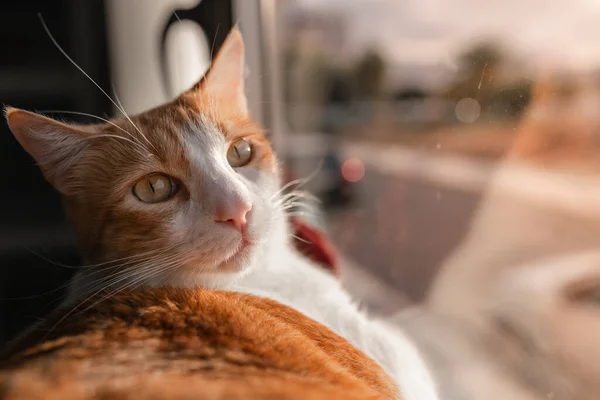 Close Brown White Cat Yellow Eyes Window — Stockfoto