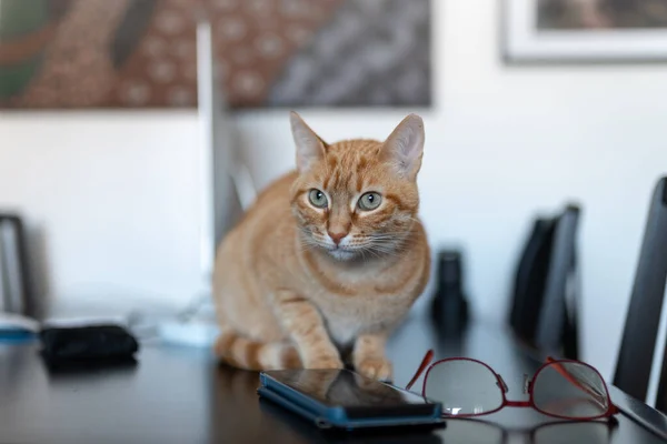 Brown Tabby Cat Green Eyes Table Home — Fotografia de Stock