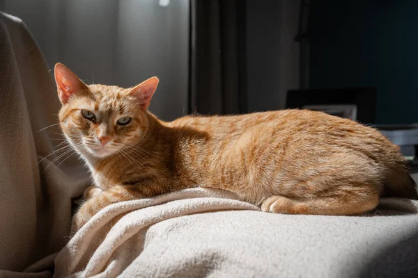 Brown Gato Tabby Com Olhos Verdes Deitado Sofá Sob Luz — Fotografia de Stock